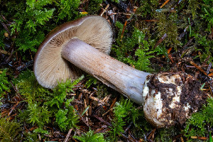  ( - FDS-CA-08502)  @11 [ ] by-nc (2024) Dean Lyons Fungal Diversity Survey