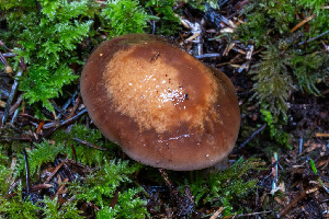  ( - FDS-CA-08502)  @11 [ ] by-nc (2024) Dean Lyons Fungal Diversity Survey