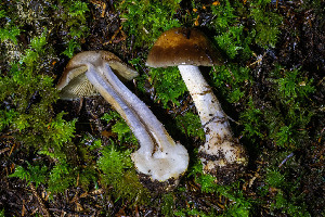  ( - FDS-CA-08502)  @11 [ ] by-nc (2024) Dean Lyons Fungal Diversity Survey
