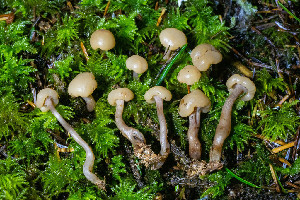  ( - FDS-CA-08512)  @11 [ ] by-nc (2024) Dean Lyons Fungal Diversity Survey