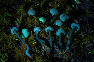  ( - FDS-CA-08512)  @11 [ ] by-nc (2024) Dean Lyons Fungal Diversity Survey