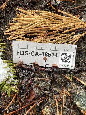  ( - FDS-CA-08514)  @11 [ ] by-nc (2024) Dean Lyons Fungal Diversity Survey