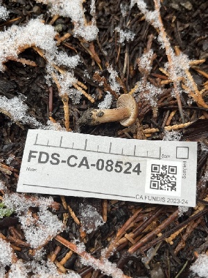  ( - FDS-CA-08524)  @11 [ ] by-nc (2024) Dean Lyons Fungal Diversity Survey
