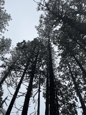  ( - FDS-CA-05835)  @11 [ ] by-nc (2024) Dean Lyons Fungal Diversity Survey