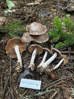  ( - FDS-CA-08518)  @11 [ ] by-nc (2024) Dean Lyons Fungal Diversity Survey