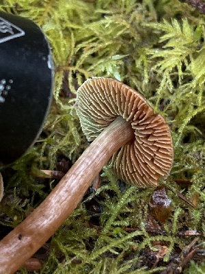  ( - FDS-CA-08595)  @11 [ ] by-nc (2024) Dean Lyons Fungal Diversity Survey