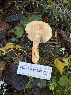  ( - FDS-CA-08588)  @11 [ ] by-nc (2024) Dean Lyons Fungal Diversity Survey