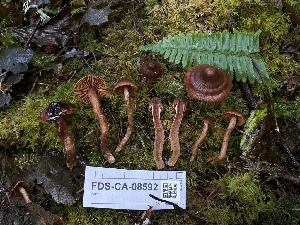  ( - FDS-CA-08592)  @11 [ ] by-nc (2024) Dean Lyons Fungal Diversity Survey