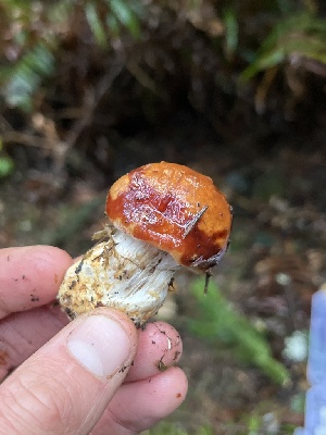  ( - FDS-CA-08594)  @11 [ ] by-nc (2024) Dean Lyons Fungal Diversity Survey
