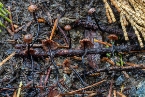  (Gymnopus glabrosipes - FDS-CA-08514)  @11 [ ] by-nc (2024) Dean Lyons Fungal Diversity Survey