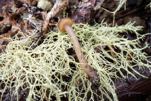  ( - FDS-CA-08526)  @11 [ ] by-nc (2024) Dean Lyons Fungal Diversity Survey