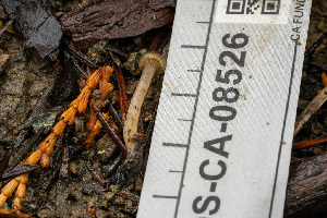  ( - FDS-CA-08526)  @11 [ ] by-nc (2024) Dean Lyons Fungal Diversity Survey