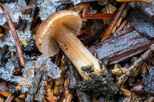  ( - FDS-CA-08524)  @11 [ ] by-nc (2024) Dean Lyons Fungal Diversity Survey