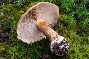  ( - FDS-CA-08525)  @11 [ ] by-nc (2024) Dean Lyons Fungal Diversity Survey
