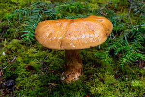  ( - FDS-CA-08525)  @11 [ ] by-nc (2024) Dean Lyons Fungal Diversity Survey