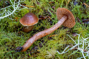  (Cortinarius pacificus - FDS-CA-08595)  @11 [ ] by-nc (2024) Dean Lyons Fungal Diversity Survey