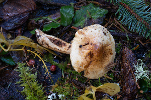  ( - FDS-CA-08588)  @11 [ ] by-nc (2024) Dean Lyons Fungal Diversity Survey