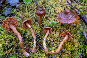  ( - FDS-CA-08592)  @11 [ ] by-nc (2024) Dean Lyons Fungal Diversity Survey