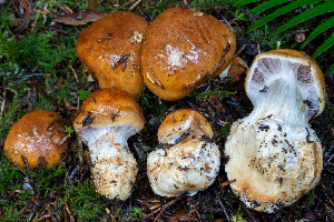  ( - FDS-CA-08594)  @11 [ ] by-nc (2024) Dean Lyons Fungal Diversity Survey