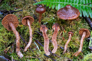  (Cortinarius sp. CA72 - FDS-CA-08592)  @11 [ ] by-nc (2024) Dean Lyons Fungal Diversity Survey