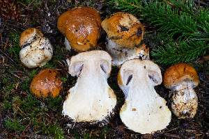  ( - FDS-CA-08594)  @11 [ ] by-nc (2024) Dean Lyons Fungal Diversity Survey