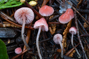  ( - FDS-CA-05835)  @11 [ ] by-nc (2024) Dean Lyons Fungal Diversity Survey