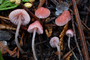  ( - FDS-CA-05835)  @11 [ ] by-nc (2024) Dean Lyons Fungal Diversity Survey