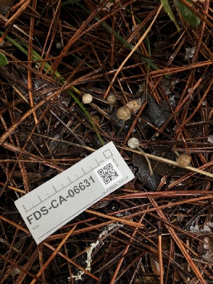  ( - FDS-CA-06631)  @11 [ ] by (2024) Justin Paulin Fungal Diversity Survey