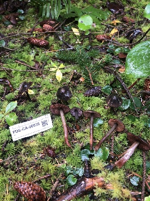  ( - FDS-CA-06635)  @11 [ ] by (2024) Justin Paulin Fungal Diversity Survey