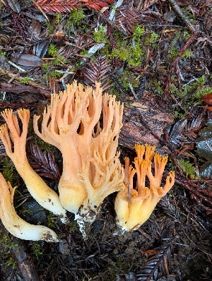  (Ramaria sp. CA10 - FDS-CA-09003)  @11 [ ] by-nc (2024) Harte Singer Fungal Diversity Survey