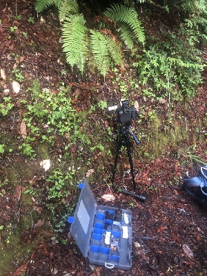  ( - FDS-CA-06650)  @11 [ ] by (2024) Justin Paulin Fungal Diversity Survey