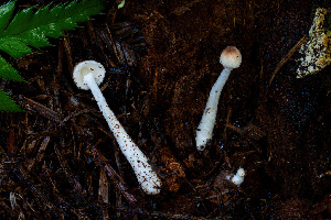  (Leucoagaricus sp. PNW15 - FDS-CA-08515)  @11 [ ] by-nc (2024) Dean Lyons Fungal Diversity Survey