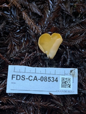  (Aleuria aurantia - FDS-CA-08534)  @11 [ ] by-nc (2024) Dean Lyons Fungal Diversity Survey