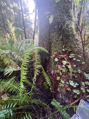  ( - FDS-CA-08519)  @11 [ ] by-nc (2024) Dean Lyons Fungal Diversity Survey