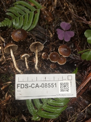  ( - FDS-CA-08551)  @11 [ ] by-nc (2024) Dean Lyons Fungal Diversity Survey