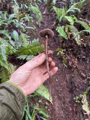  ( - FDS-CA-08587)  @11 [ ] by-nc (2024) Dean Lyons Fungal Diversity Survey