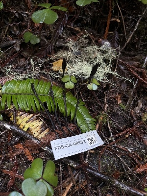  ( - FDS-CA-08552)  @11 [ ] by-nc (2024) Dean Lyons Fungal Diversity Survey