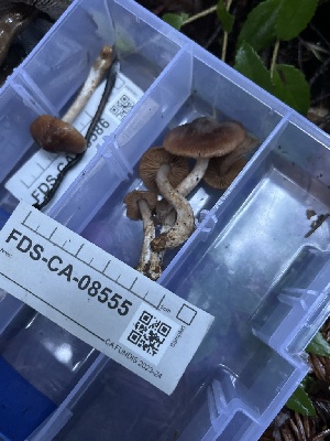  ( - FDS-CA-08555)  @11 [ ] by-nc (2024) Dean Lyons Fungal Diversity Survey