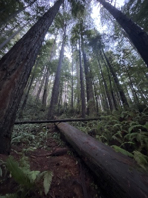  ( - FDS-CA-08555)  @11 [ ] by-nc (2024) Dean Lyons Fungal Diversity Survey