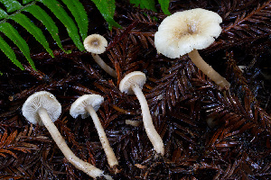  (Clitocybe sp. fuscidisca-PNW10 - FDS-CA-08533)  @11 [ ] by-nc (2024) Dean Lyons Fungal Diversity Survey