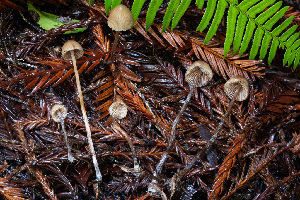  (Psilocybe pelliculosa - FDS-CA-08519)  @11 [ ] by-nc (2024) Dean Lyons Fungal Diversity Survey
