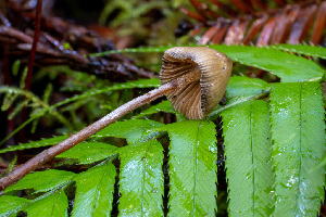  ( - FDS-CA-08519)  @11 [ ] by-nc (2024) Dean Lyons Fungal Diversity Survey