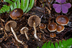  ( - FDS-CA-08551)  @11 [ ] by-nc (2024) Dean Lyons Fungal Diversity Survey