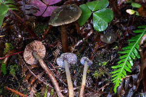  ( - FDS-CA-08587)  @11 [ ] by-nc (2024) Dean Lyons Fungal Diversity Survey