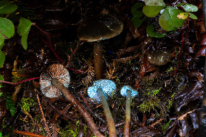  ( - FDS-CA-08587)  @11 [ ] by-nc (2024) Dean Lyons Fungal Diversity Survey