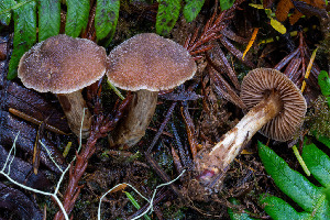  (Cortinarius sp. PNW87 - FDS-CA-08554)  @11 [ ] by-nc (2024) Dean Lyons Fungal Diversity Survey