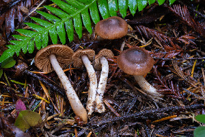  (Cortinarius sp. CA70 - FDS-CA-08555)  @11 [ ] by-nc (2024) Dean Lyons Fungal Diversity Survey