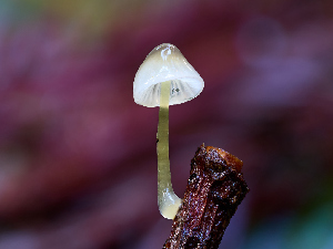 (Mycena epipterygia - FDS-CA-06653)  @11 [ ] by (2024) Justin Paulin Fungal Diversity Survey