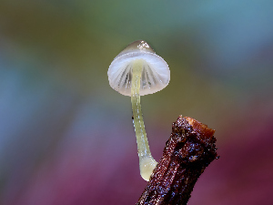  ( - FDS-CA-06653)  @11 [ ] by (2024) Justin Paulin Fungal Diversity Survey