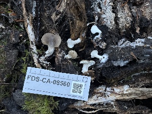  ( - FDS-CA-08560)  @11 [ ] by-nc (2024) Dean Lyons Fungal Diversity Survey